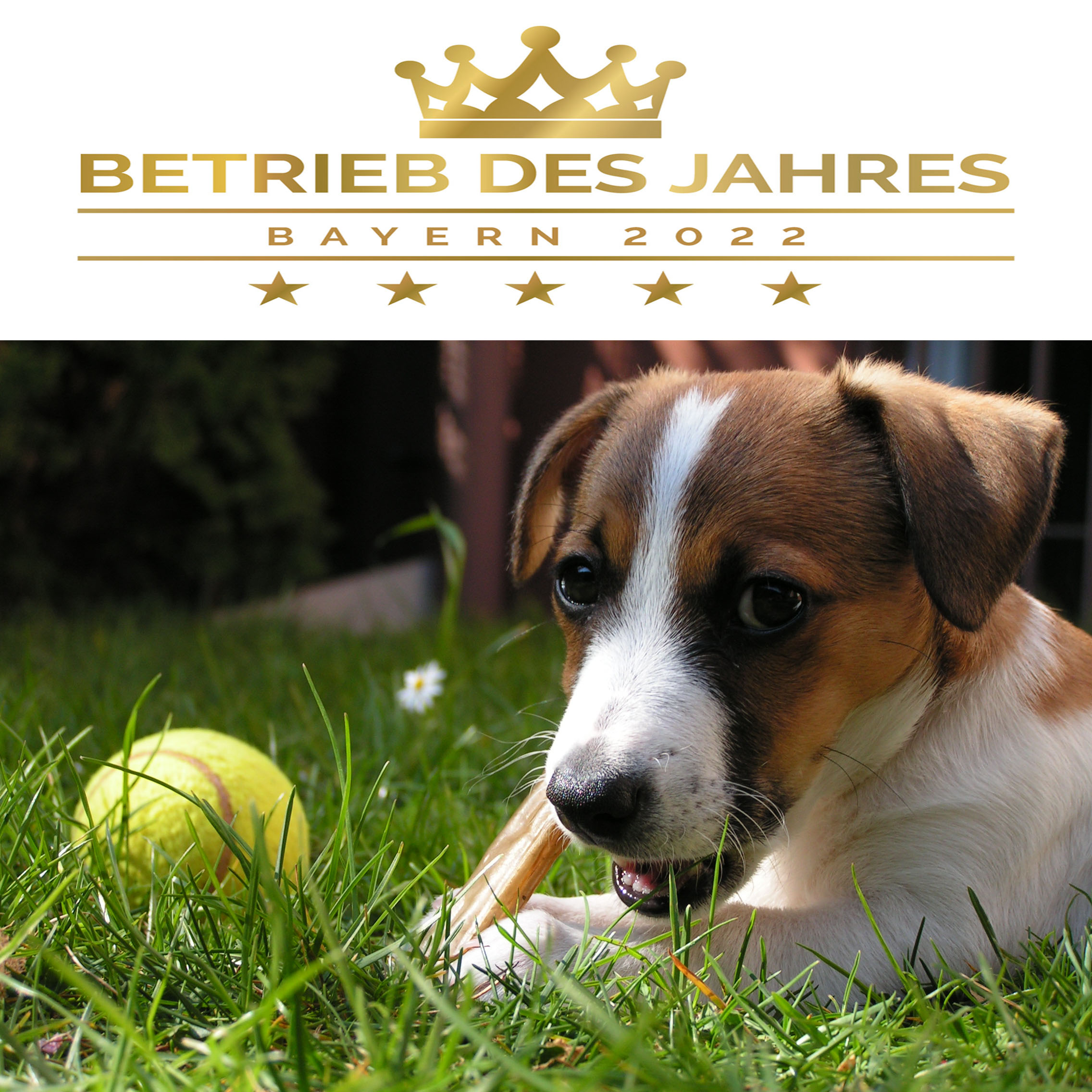 Hundeschule Nürnberg Fürth Erlangen Betrieb des Jahres