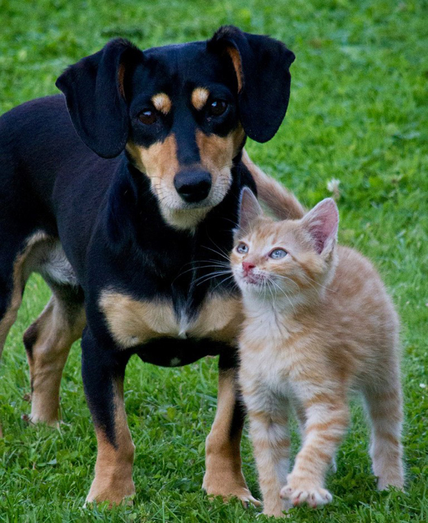 hund freundschaften sozialkontakt katzen verträglich andere Tiere